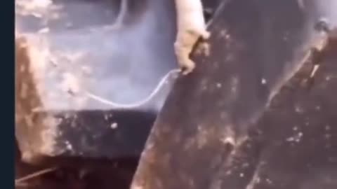 😱👽 Strange Creature Spotted! | TheHauntingHour