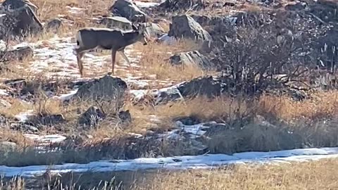 Mule Deer moving