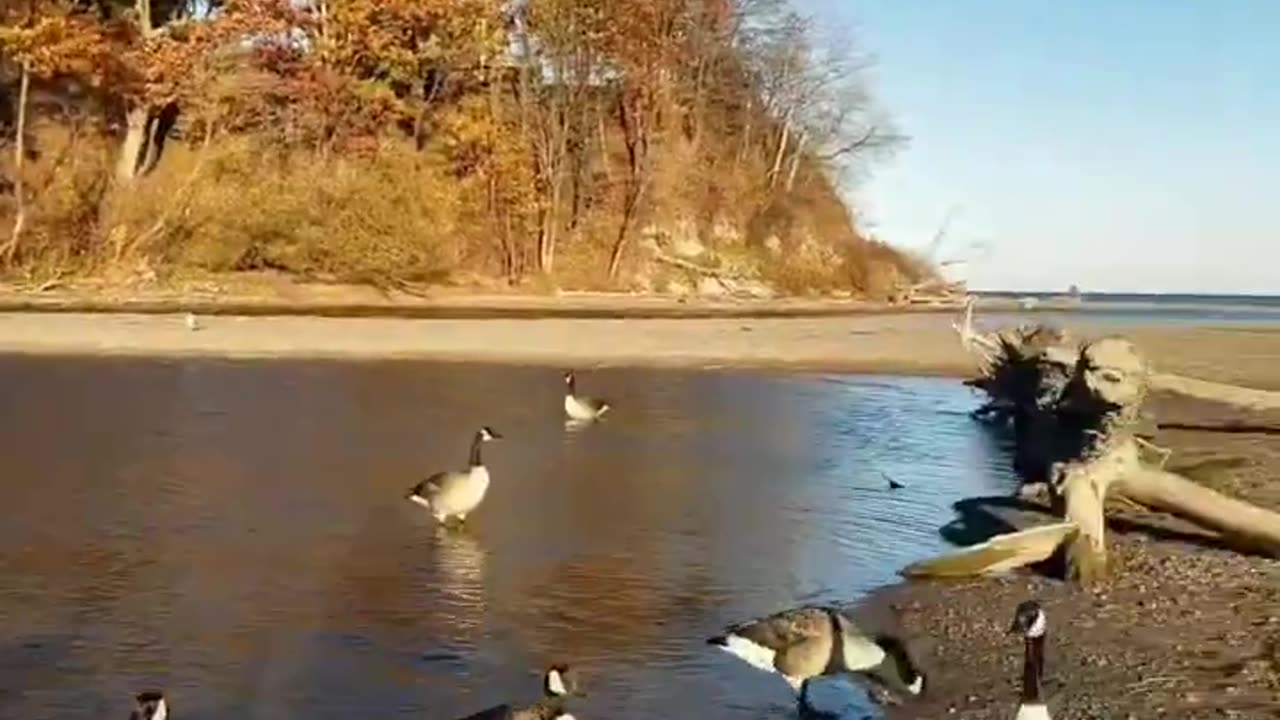 Breaking em off 🦢🪿🦆 @ Rogue Beach Park