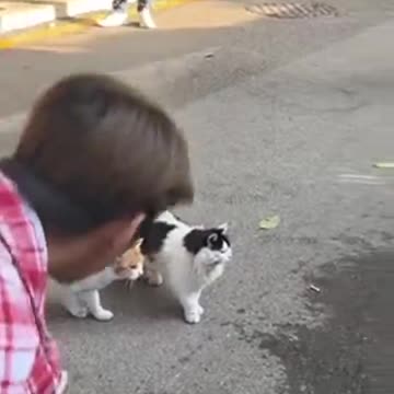 Frozen Mystery: Two Cats Stuck in Time