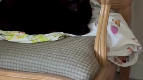 Cute Precious Piper Looks at the Camera from Her Throne - Adopting a Cat from a Shelter Vlog #shorts