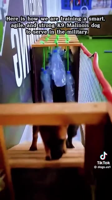 Here is how we are training a smart, agile, and strong K9 Malinois dog to serve in the military