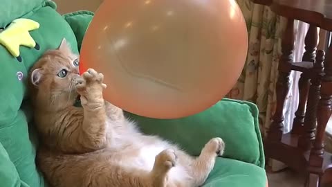 Boom. Cat funny video