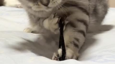 Dog's Comedy Videos 🤣 so cute videos 😍 funny videos in puppies comedy scenes 🤣