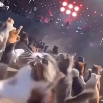 Love concept with cat 🤣