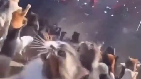 Love concept with cat 🤣