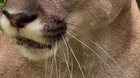 Not so friendly kitty 😊