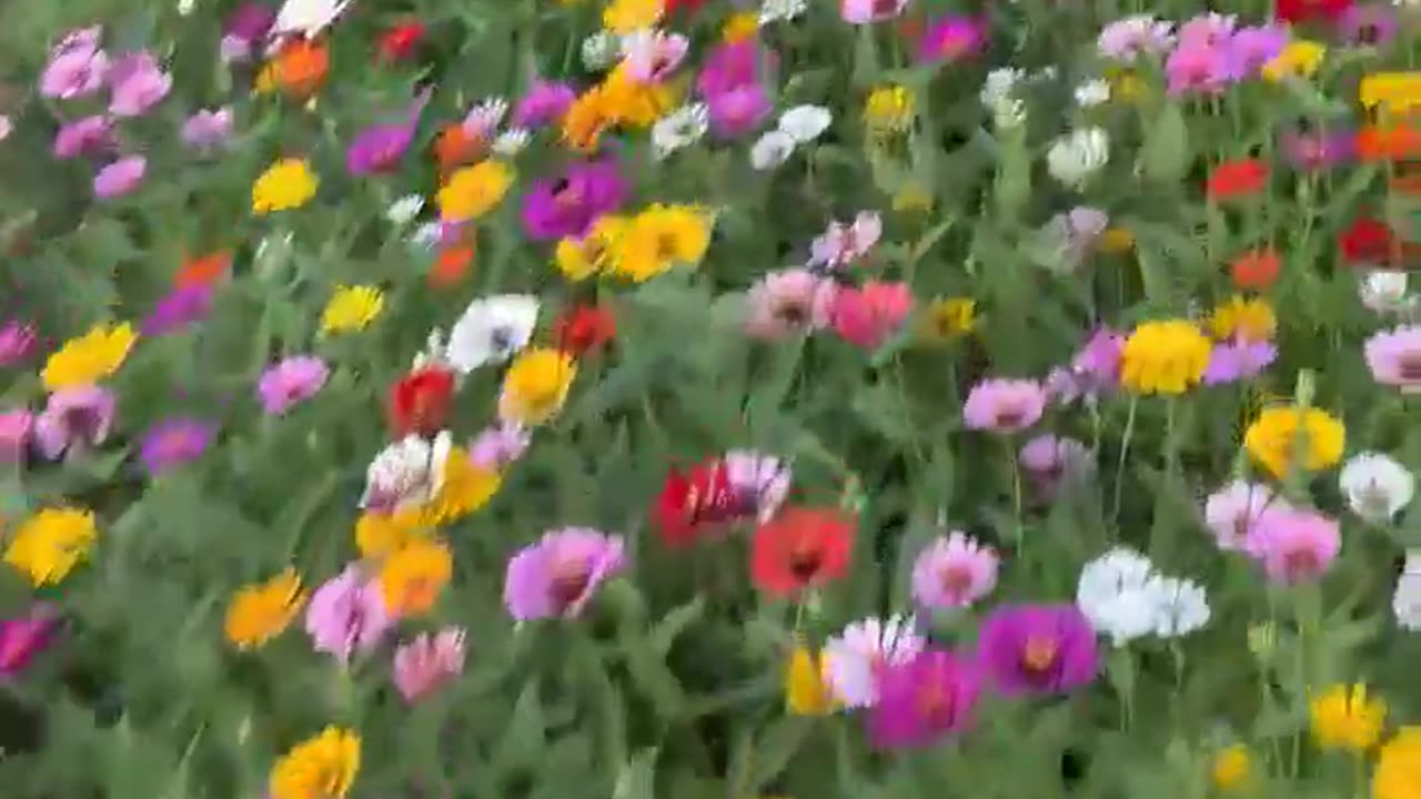 zinnias