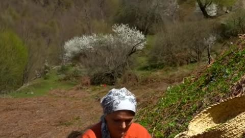 Harvest wild green onion gathering in mountain village part1