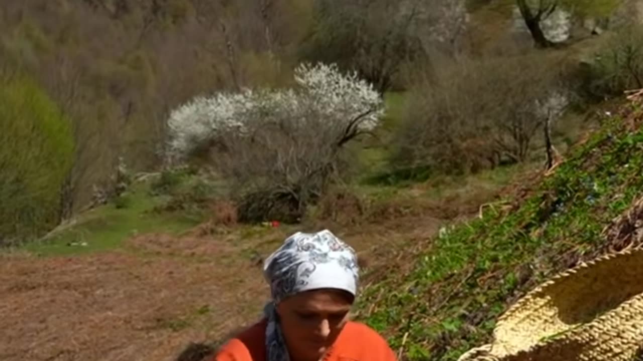 Harvest wild green onion gathering in mountain village part1