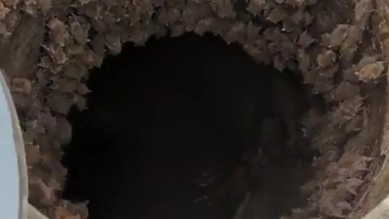 🦇🌃 You Won't Believe What Happens When You Open This Manhole! | Amazing Animals | FeedMyCuriosity