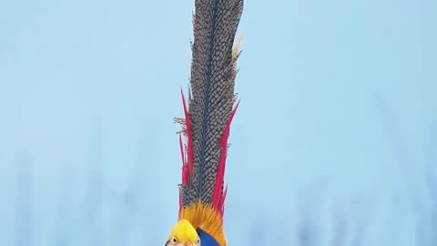 So beautiful! Do you know what kind of bird this is