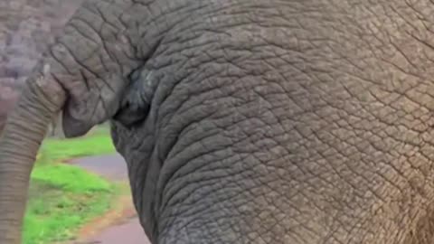 Funny new animal video Funny tiktok