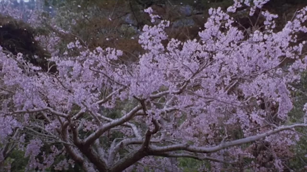 The Last Samurai Music Edit