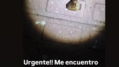 Urgente!! Dejan veneno para perros en mi puerta