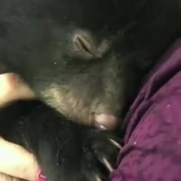 Bear cub growling 😍