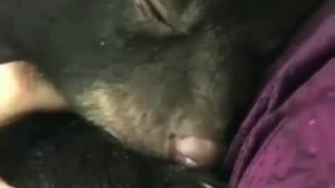 Bear cub growling 😍