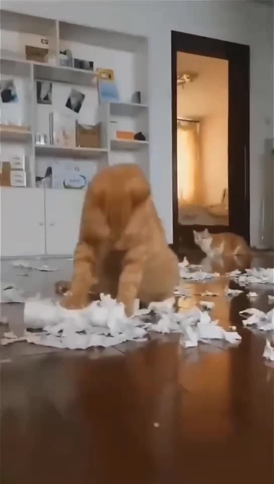 Funny Cats