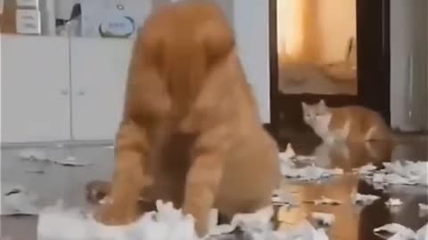 Funny Cats