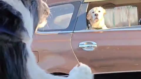 Golden retriever: Assistant, close the window 🐶🥹