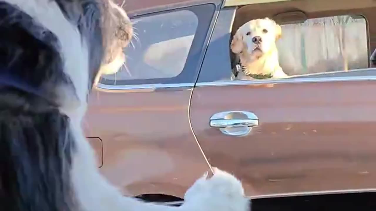 Golden retriever: Assistant, close the window 🐶🥹