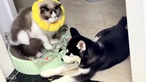 I Can’t Stop Laughing Watching these Cats Being the Biggest Drama Queens 😹