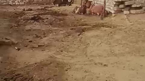 Village of Pakistan....