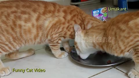 Funny Cats 128 Eating Wet Whiskas