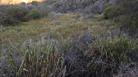 Fixing the Santa Monica mountains BEFORE the fires!