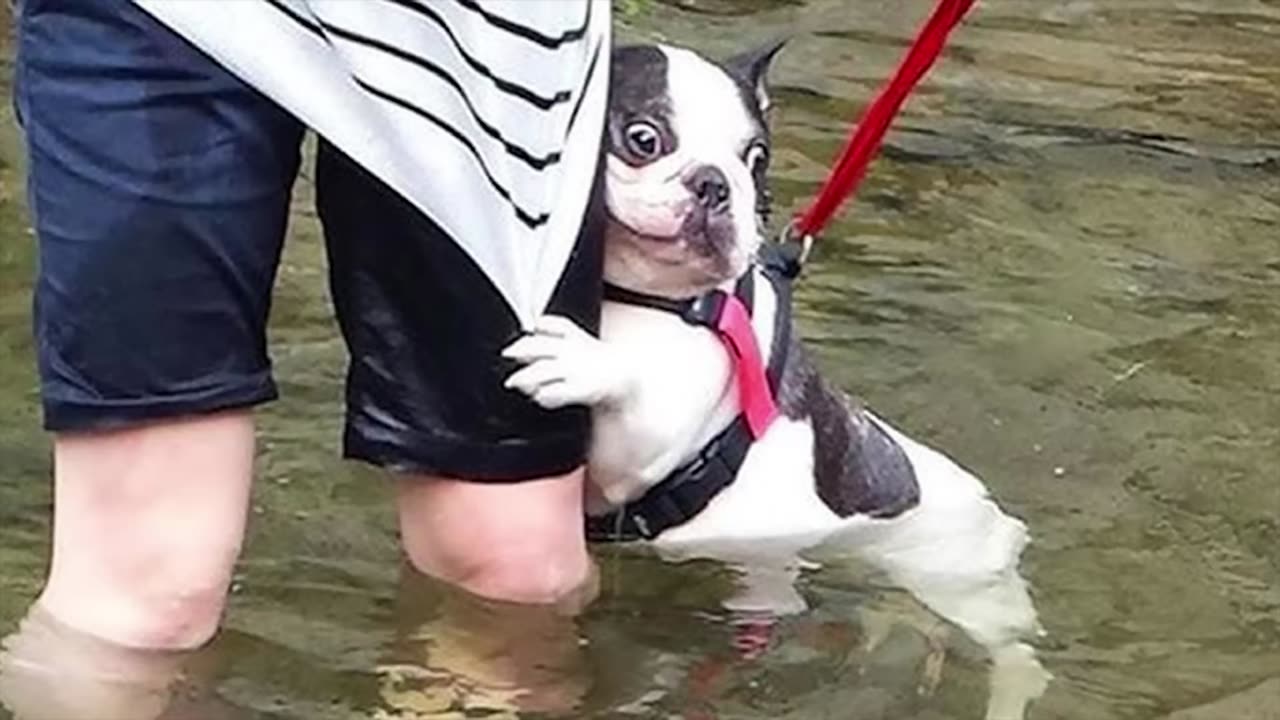 Laugh Out Loud with These Funny French Bulldogs!