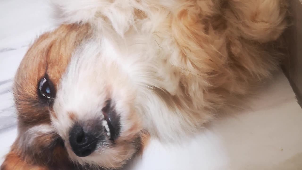 PERROS DIVERTIDOS 2025