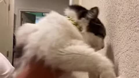Funny (Smart) Cats Be Like ｜ Funny Animals TikTok Videos
