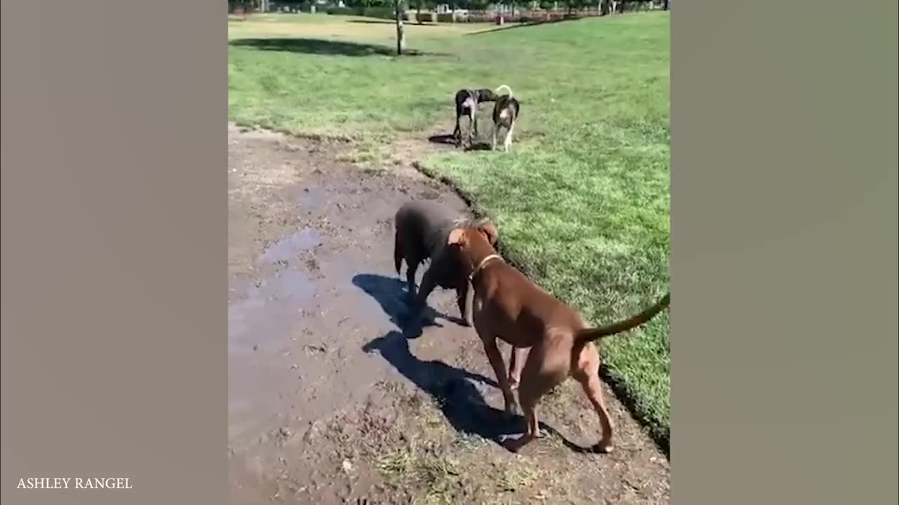 Funny comedy action love