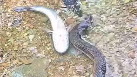 Funny 😂 video of fish 🐠