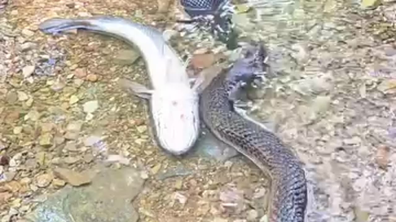 Funny 😂 video of fish 🐠