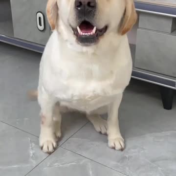 Labrador's Confused Expression: A Hilarious Moment