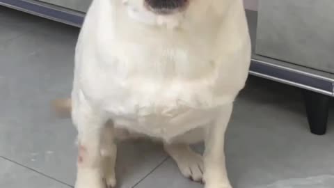 Labrador's Confused Expression: A Hilarious Moment