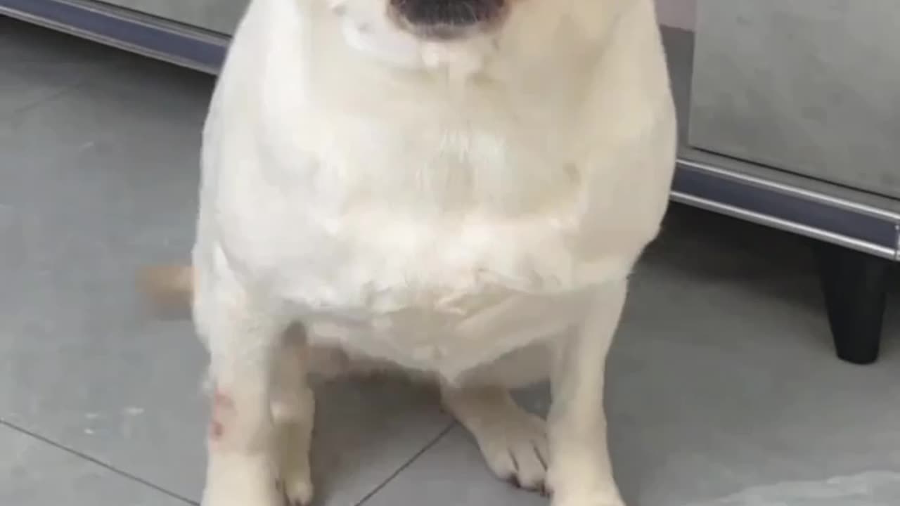 Labrador's Confused Expression: A Hilarious Moment