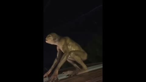 Vidéo inquiétante d'une créature humanoïde ressemblant à un lézard dans une zone rurale du Mexique