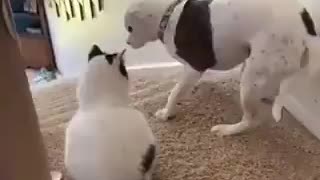 Hund visar hur man passerar trappans vaktkatt