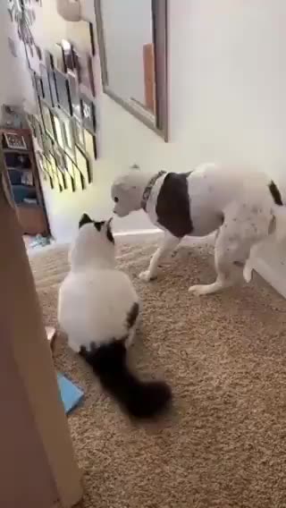 Hund visar hur man passerar trappans vaktkatt