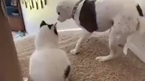 Hund visar hur man passerar trappans vaktkatt