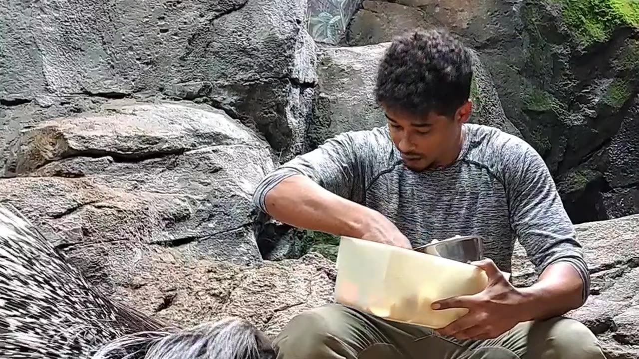 Feeding Two Giant Porcupine