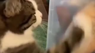 😂🐟 Wait For The Ending... It's All About The Fish! | FunFM