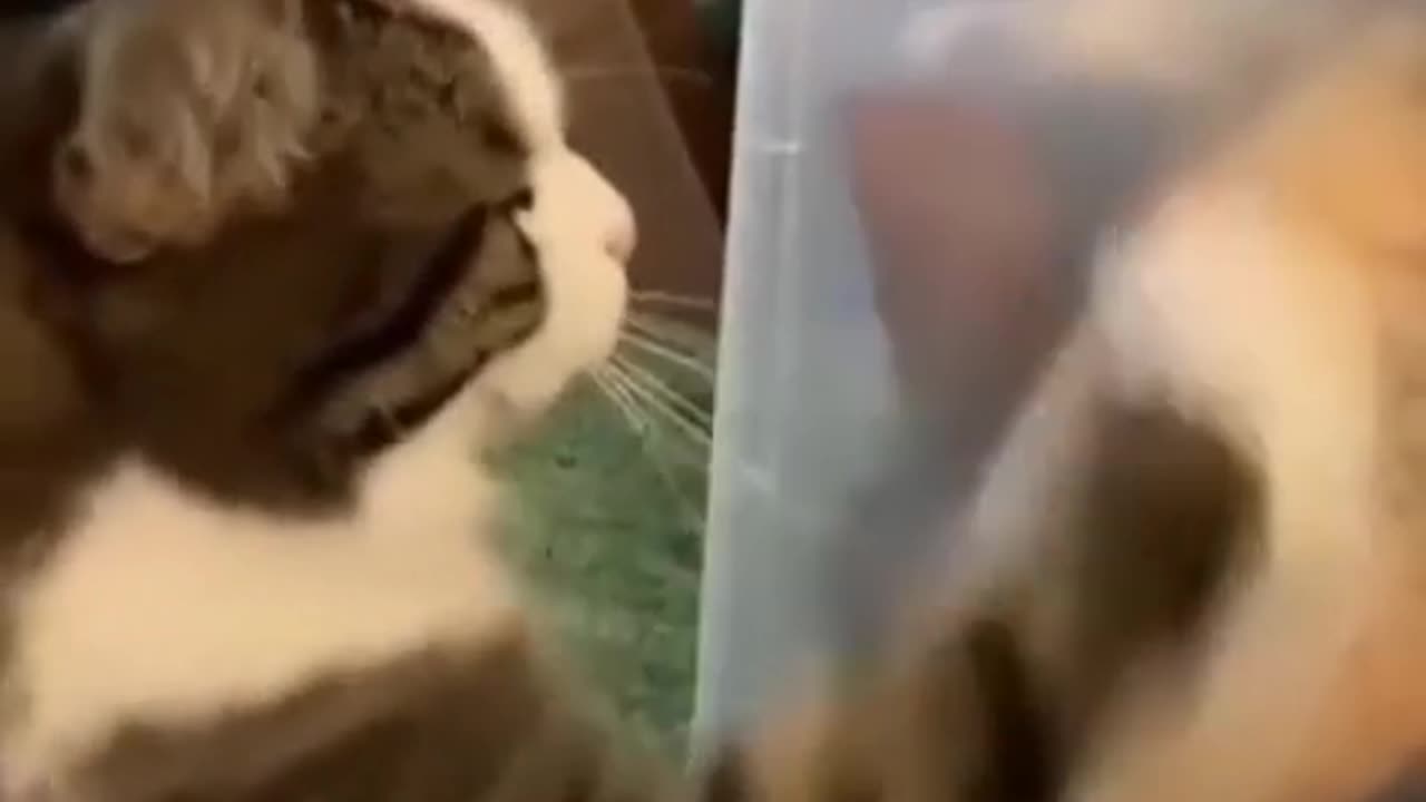 😂🐟 Wait For The Ending... It's All About The Fish! | FunFM