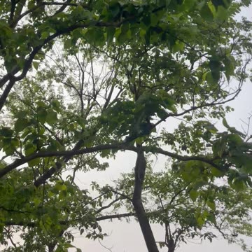 Beautiful nature view birds and water natural sound