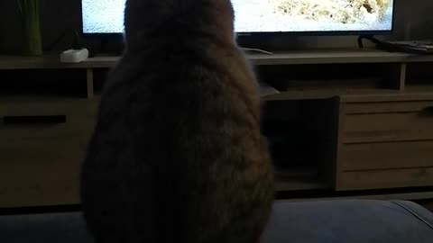 Kuzya the cat and the aquarium.