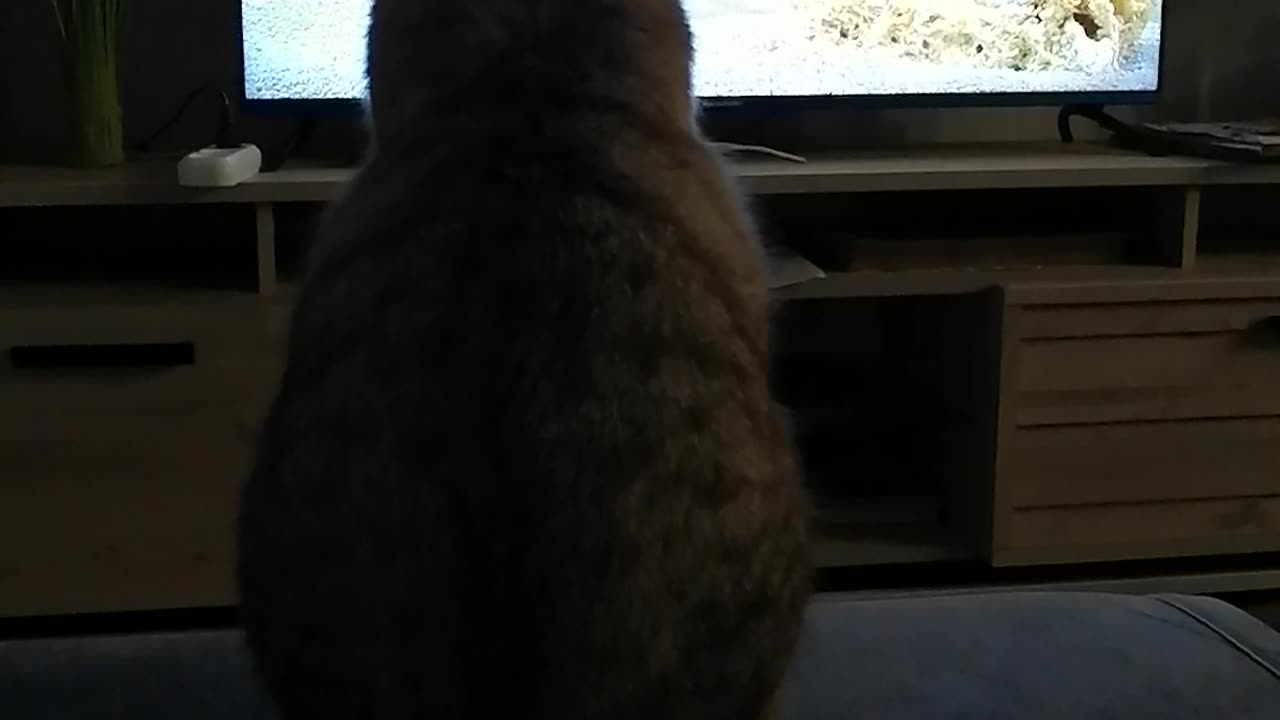 Kuzya the cat and the aquarium.