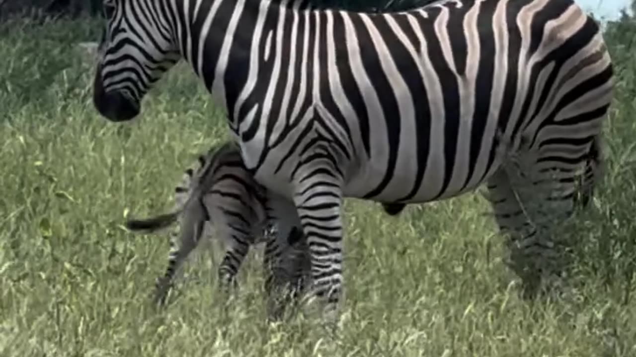 Newborn Zebra with mother😘 Chief’s Island Botswana