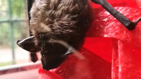 BAT